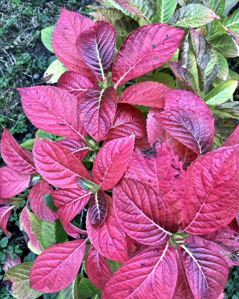 Herbstfarbe