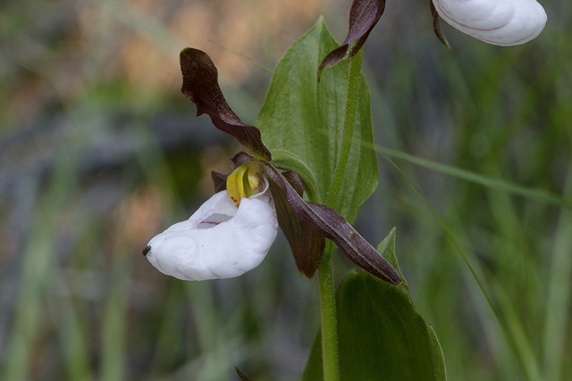 Mountain Lady's Slipper