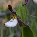 Mountain Lady's Slipper