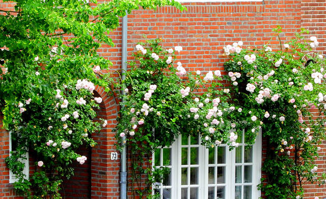 Rose Window nr 73