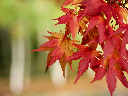 Falling Leaves