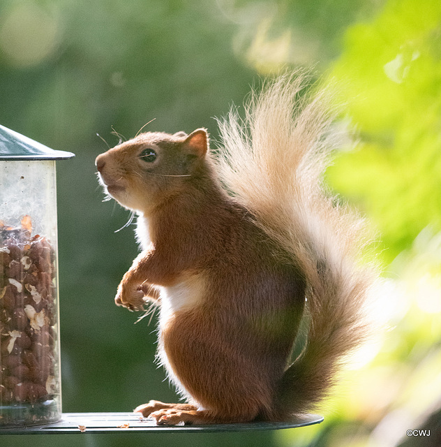 Youngster at the Courtyard feeder