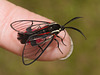 IMG 8111 Clearwing Moth