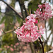 Viburnum