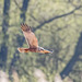 Marsh harrier