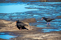 Sooty oystercatchers