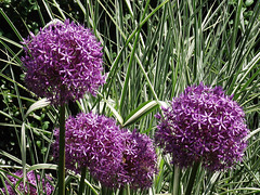 Not sure of the name of this plant