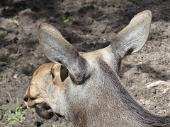 Helsinki Zoo (5) - 2 August 2016