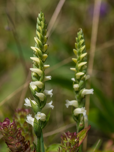 Spiranthes ochroleuca (Yellow Ladies'-tresses orchid)