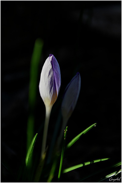 Crocus du matin ...