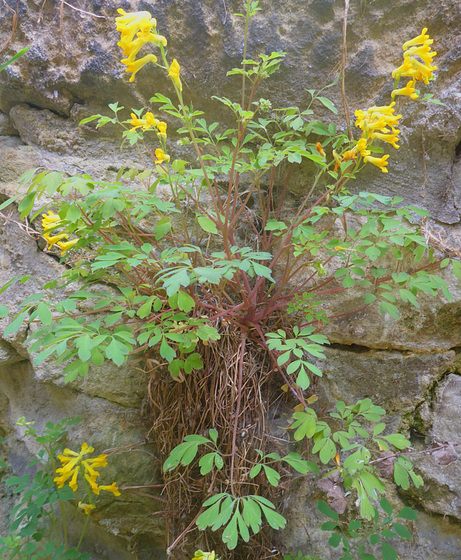Gelber Lärchensporn - floreto en la muro