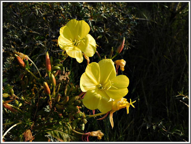 L'Onagre en baie de Somme (62)