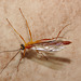 Wasp IMG_7400