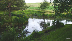 Further pond clearance today