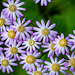 Tusilago canario o flor de mayo (Pericallis tussilaginis)