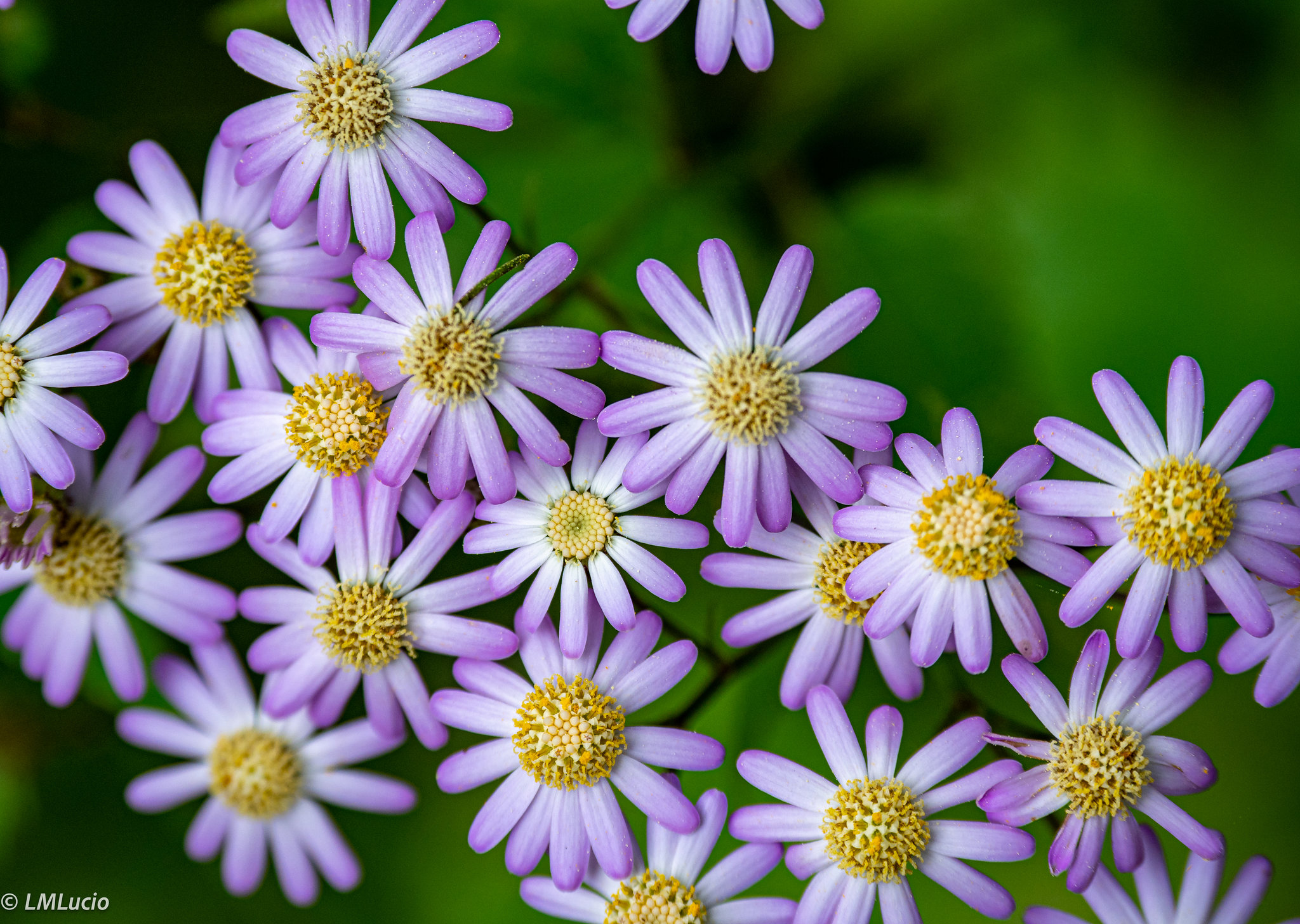 Tusilago canario o flor de mayo (Pericallis tussilaginis)