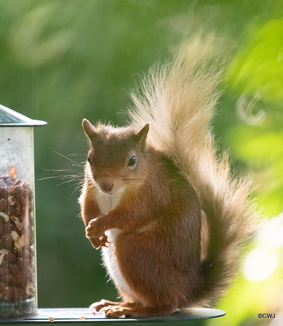 Youngster at the Courtyard feeder