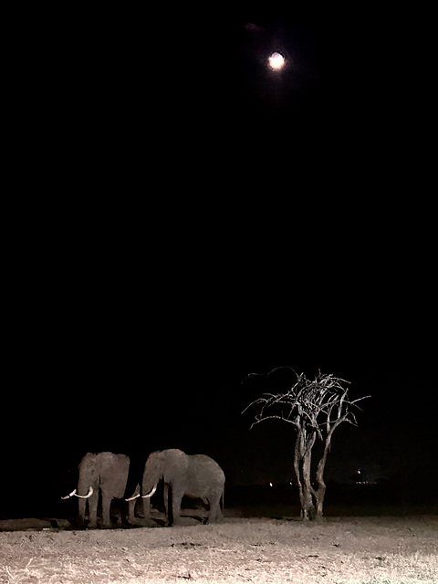 Elephants at night with moon.