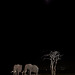 Elephants at night with moon.