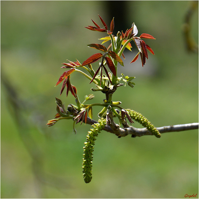 Le Printemps du Noyer !