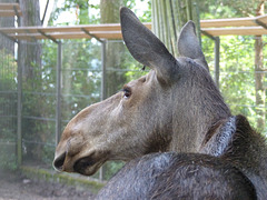 Helsinki Zoo (6) - 2 August 2016