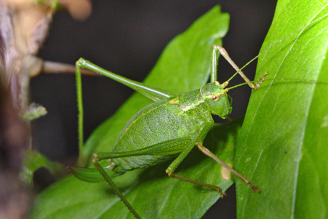 IMG 8869cricket