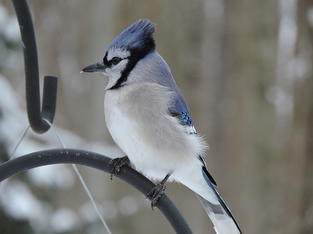 Blue Jay