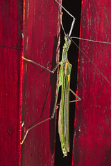 Phasmid IMG_7363