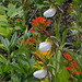 Lady's Slippers and Paintbrush