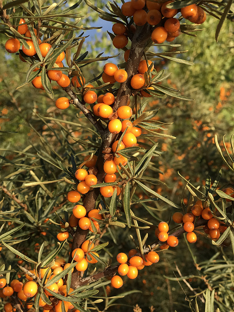 Herbstfarben am Geiseltalsee