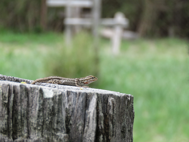 Day 8, lizard, the Old Cemetery, Santa Ana NWR