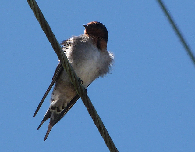 welcome swallow