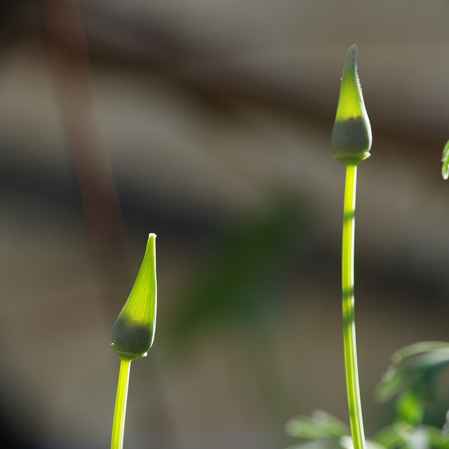 Californian Poppy