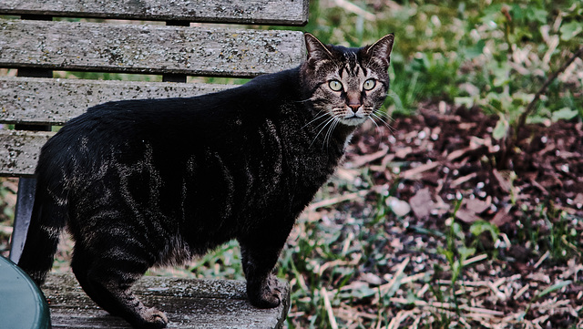 Luna, Garten, Familie, Benneckenstein