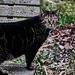 Luna, Garten, Familie, Benneckenstein