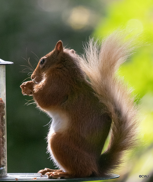 Youngster at the Courtyard feeder