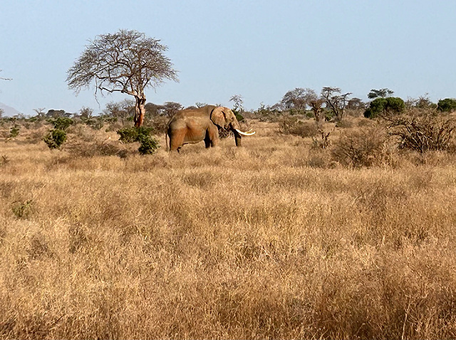 "Red" Elephant in the bush.