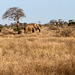 "Red" Elephant in the bush.