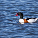 Shelduck