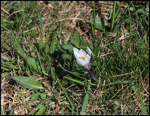 Crocus vernus (3)