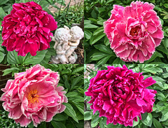 Feast of peonies