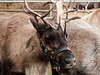 One of Santa's reindeer