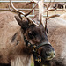 One of Santa's reindeer