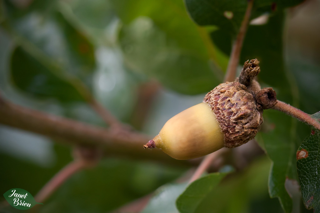 50/366: Ripening White Oak Acorn (+1 in a note)