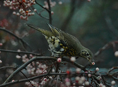 Mistle Thrush
