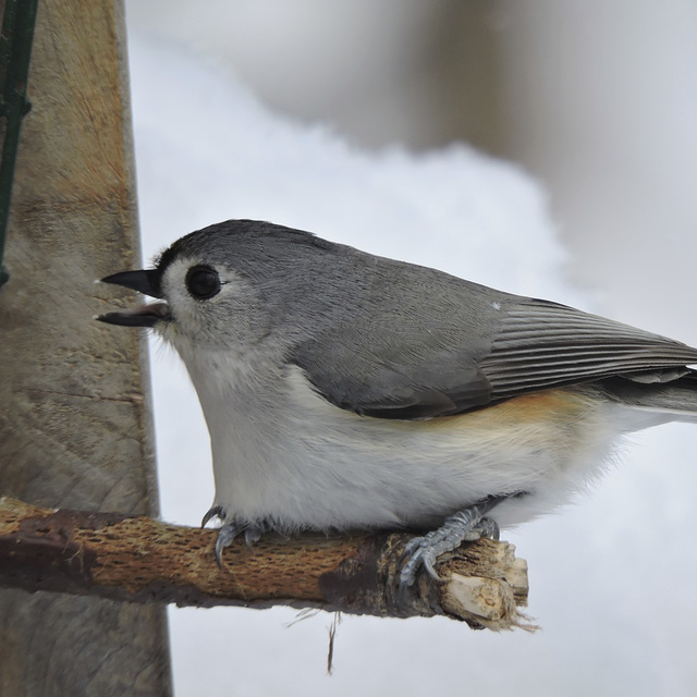 Tufted Titmouse