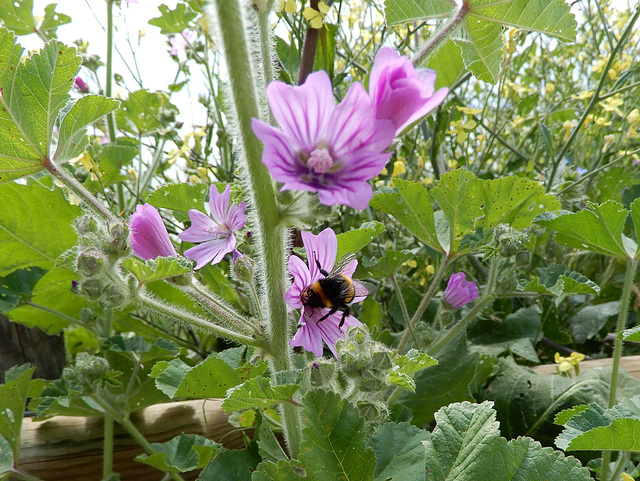 la gourmandise