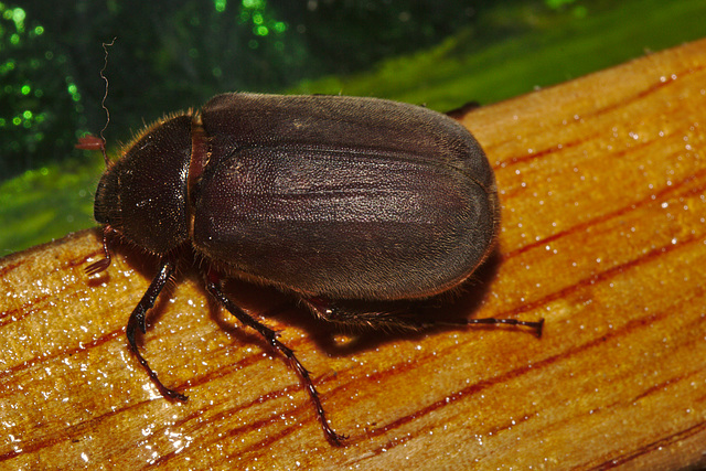 Beetle IMG_7395