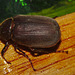 Beetle IMG_7395