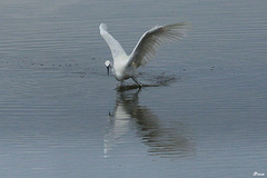 Aigrette  Garzette